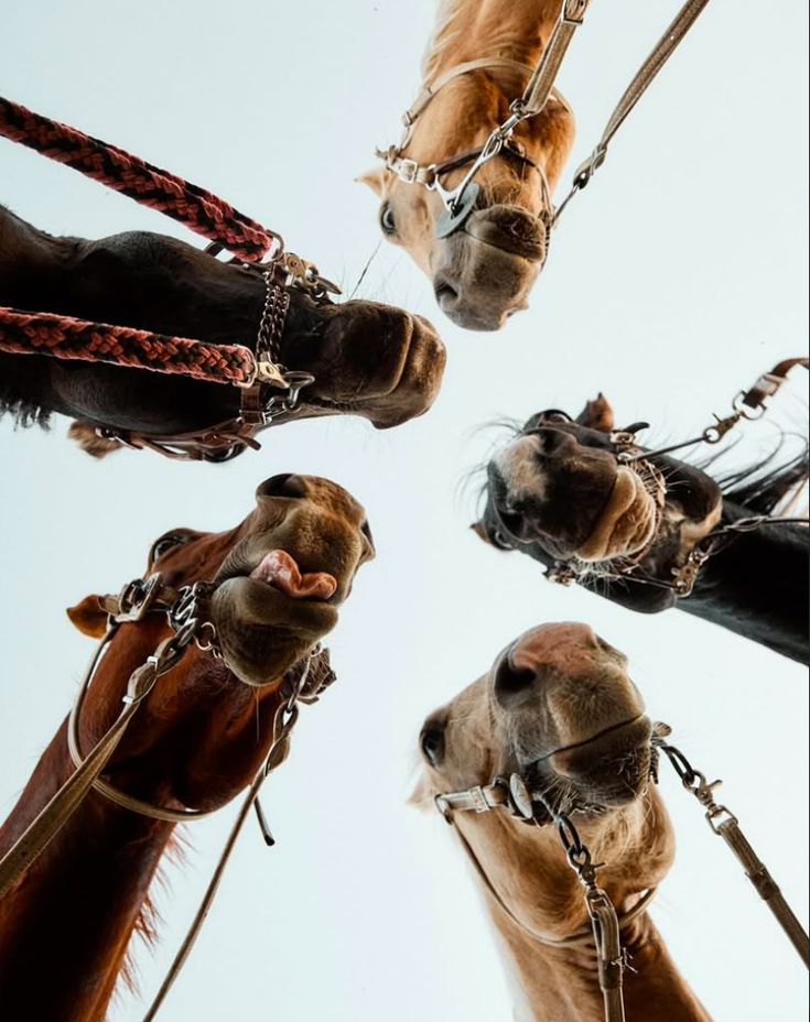 TEAM OF HORSES_LOL