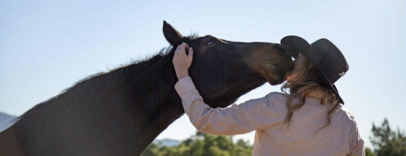 close-up-horse-nature