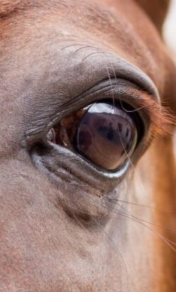 Vertical closeup shot a beautiful horse with brown hair and shiny eyes